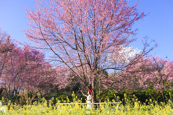 Các tuyến di chuyển bằng đường bộ lên cung Đông – Tây bắc ngắm mùa hoa xuân hấp dẫn du khách